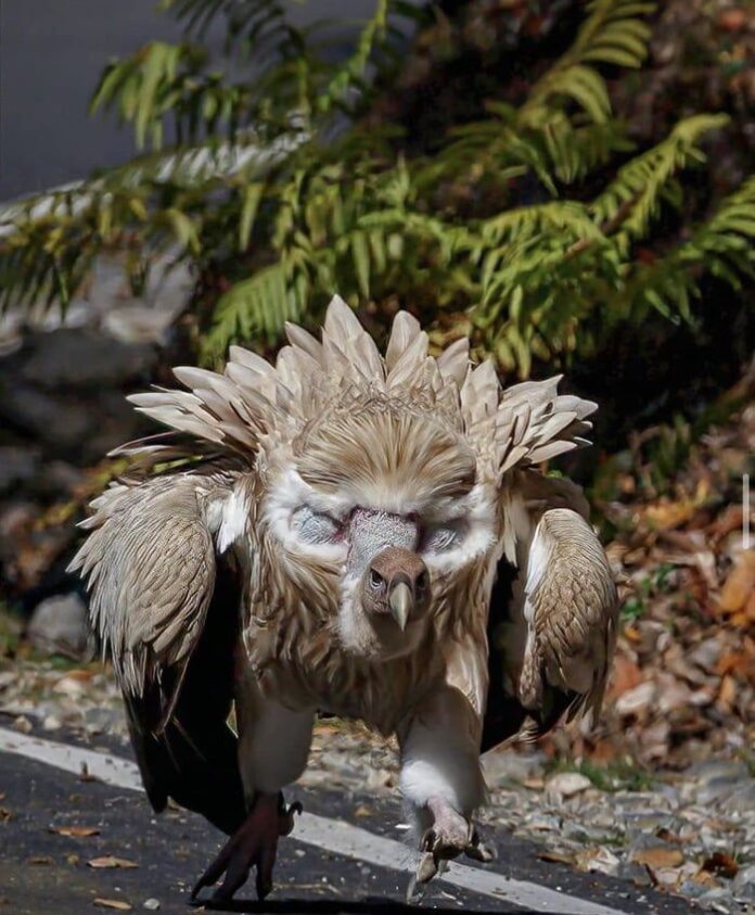 himalayan-vulture-facts.jpg 2