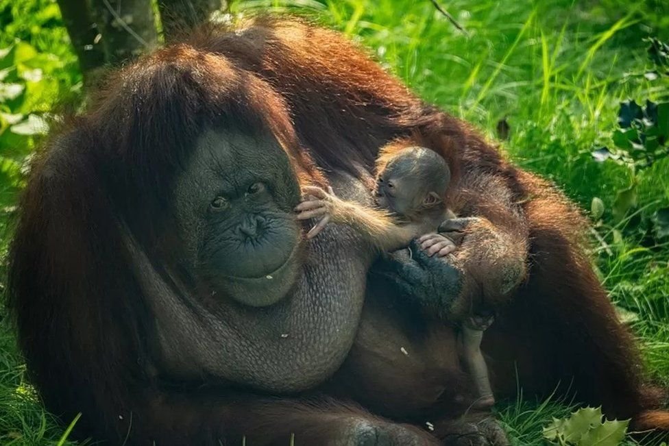 Orangután 