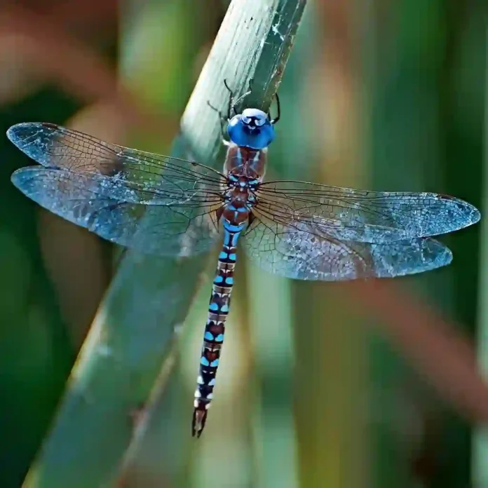 Libe Azul